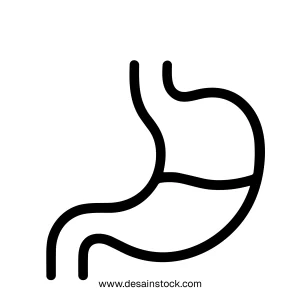 Simple Line Drawing Stomach Anatomy Organ Human Biology Healthcare Icon