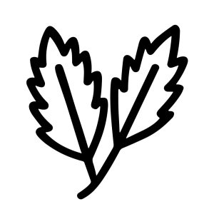Simple Handdrawn Leaf Shape Botany Element Line Art Illustration