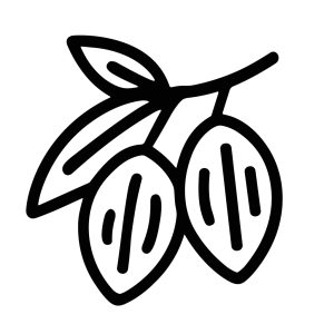 Minimalist Outline Drawing Cocoa Pods on Branch Food Ingredient Illustration
