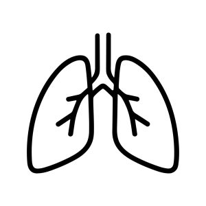 Simple Outline Anatomical Lung Respiratory System Organ Body Part Illustration