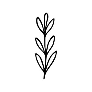 Minimalist Line Art Twig with Leaves Botanical Illustration Graphic Element