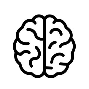 Simple Outline Human Brain Anatomy Organ Intellect Education Icon