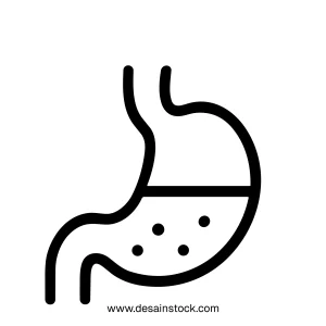 Line Drawing Human Stomach Organ With Fluid Isolated Illustration