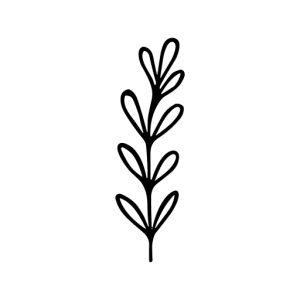 Minimalist Handdrawn Floral Branch Herb Plant Decorative Element Illustration