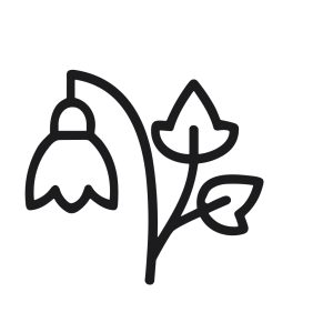 Minimalist Line Art Snowdrop Flower with Leaves Botanical Illustration Icon