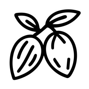 Minimalist Outline Drawing Cocoa Bean Branch Organic Healthy Ingredient
