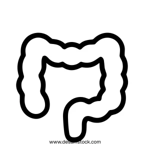 Outline Simple Human Colon Organ Anatomy Line Icon Medical