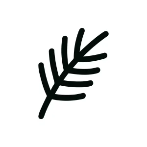 Simple Handdrawn Evergreen Branch Minimalist Shape Design Botanical Illustration