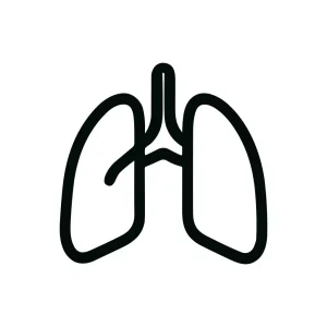 Outline Simple Lungs Anatomy Organ Medical Line Art