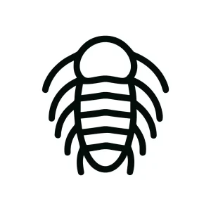 Outline Simple Detailed Trilobite Fossil Shape Sign Icon